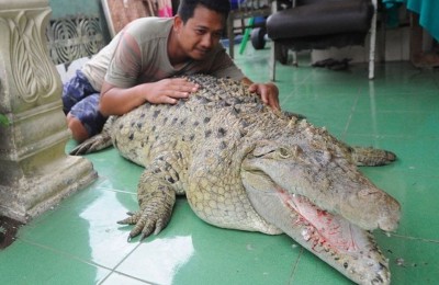 Buaya yang beratnya 200 kilo tinggal di keluarga warga Indonesia selama 25 tahun