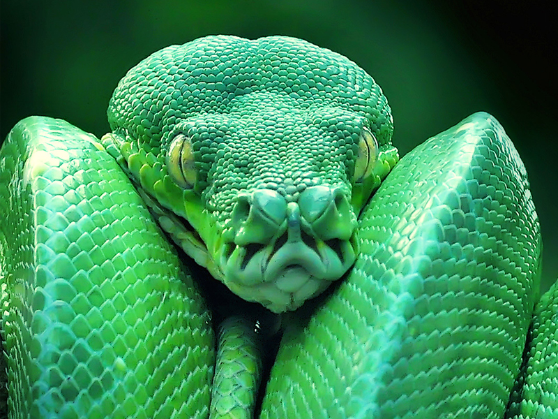 10 ular  paling berbahaya di dunia  Berita foto  Foto  